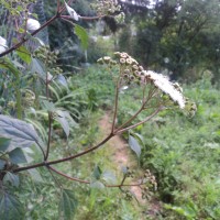 Ageratina adenophora (Spreng.) R.M.King & H.Rob.